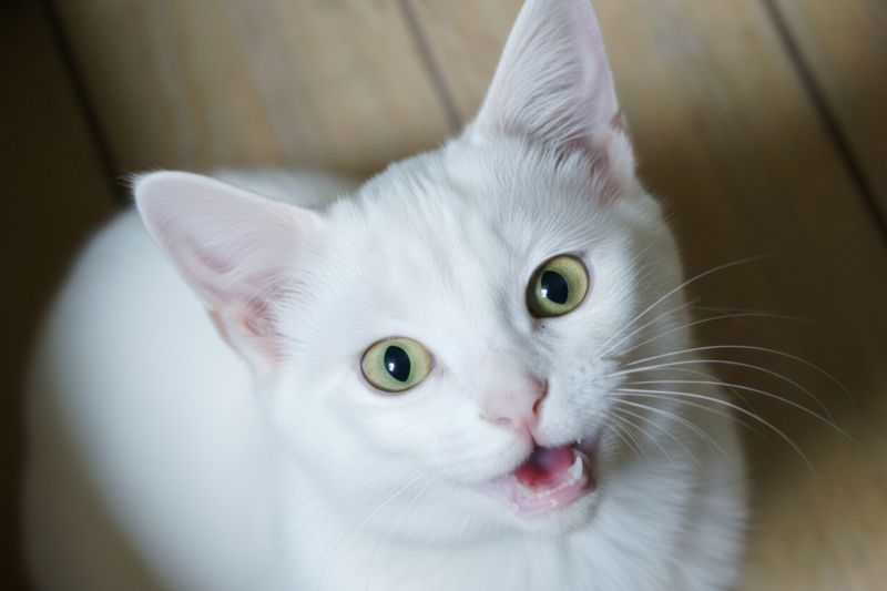 アシミジキャット